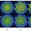 The Origin of Nuclear Star Clusters and their Co-evolution with Super-Massive Black Holes