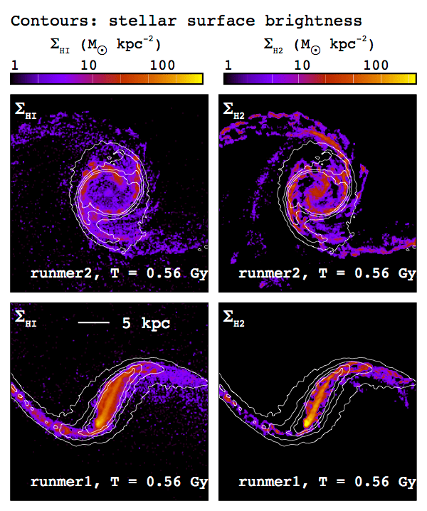 The simulated HI and H2 distributions of disk galaxies in groups (Yozin and Bekki 2015).