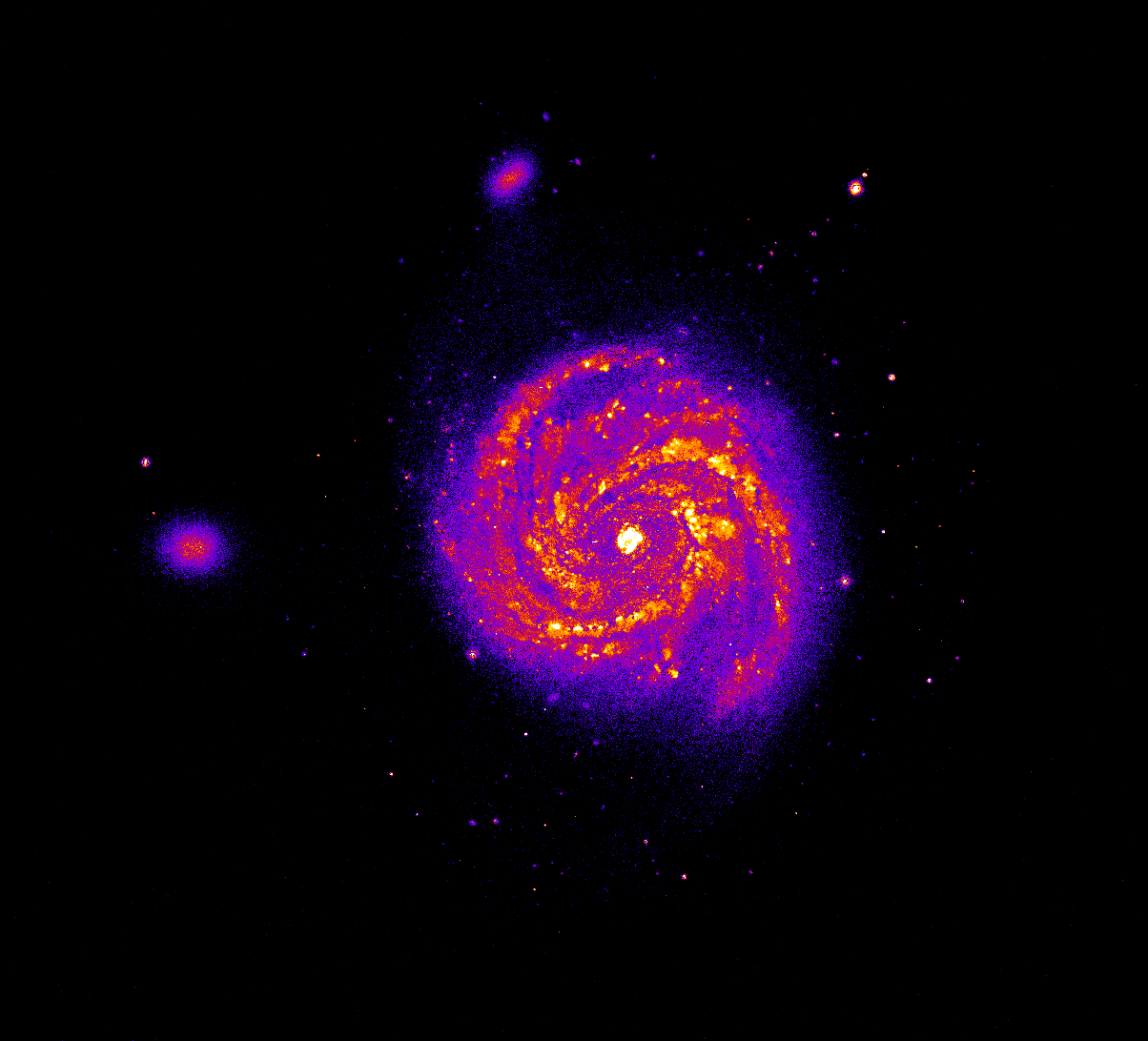 An image of galaxy M100 processed by theSkyNet POGS volunteers. This processed image shows how fast stars are forming the galaxy, with the bright orange and white areas where many stars are forming and the darker areas where fewer are forming. Image Credit: Kevin Vinsen, ICRAR and Dave Thilker, Johns Hopkins University.