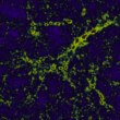 Large volume simulations of the large scale structure and galaxy formation