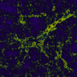 Large volume simulations of the large scale structure and galaxy formation