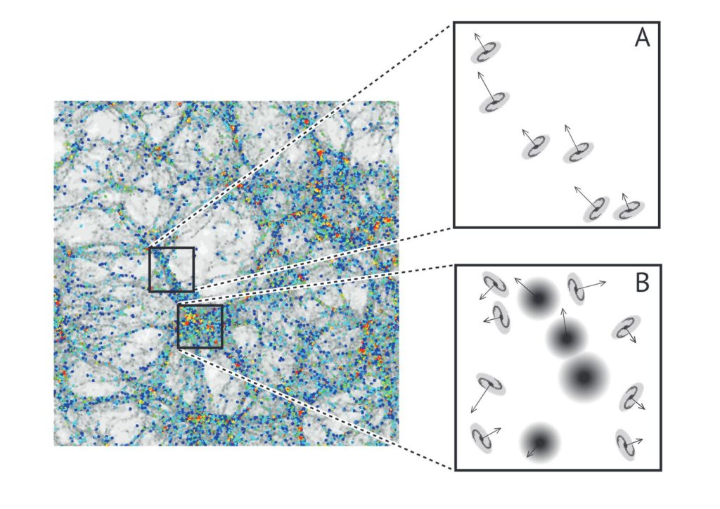 In the densest regions of the Universe – known as galaxy clusters – the spins of galaxies are expected to be pointing in random directions. But along the flow channels into clusters, our most advanced simulations predict the spins to be aligned along the filament, an effect seen for the first time in the SAMI survey. Credit: Joss Bland-Hawthorn